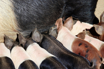 АЧС не дала снизить цену на свинину в России 